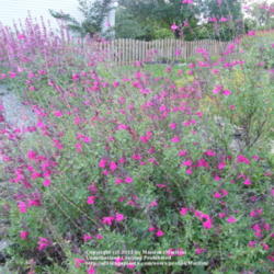 Location: My garden in Kentucky
Date: 2011-10-24