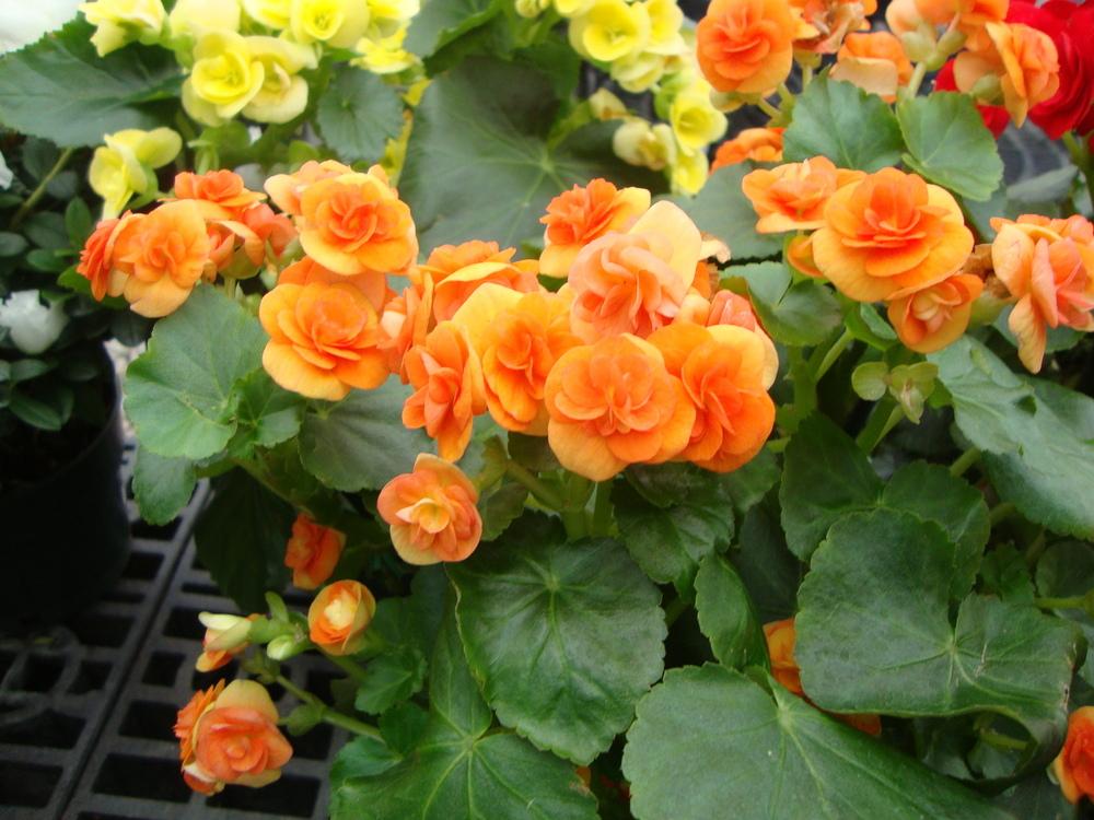 Photo of Rieger Begonia (Begonia x hiemalis) uploaded by Paul2032