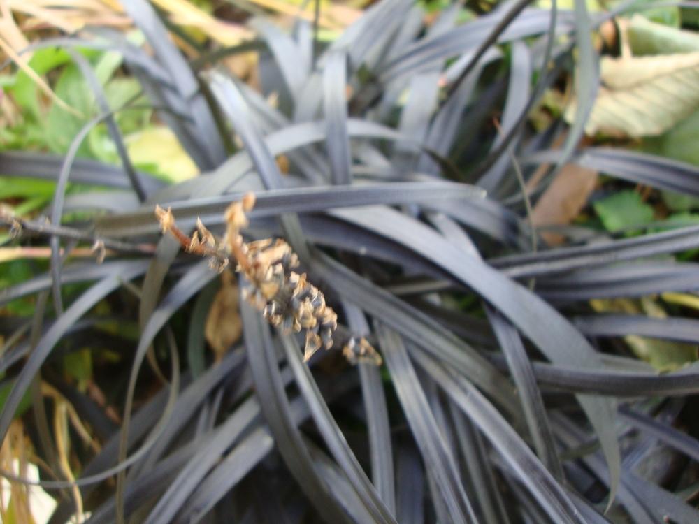 Photo of Black Mondo Grass (Ophiopogon planiscapus 'Kokuryu') uploaded by Paul2032