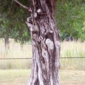 An old gnarled cedar trunk