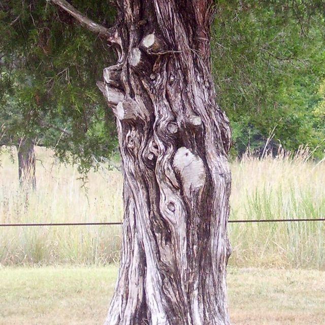 Photo of Eastern Red Cedar (Juniperus virginiana) uploaded by Sharon