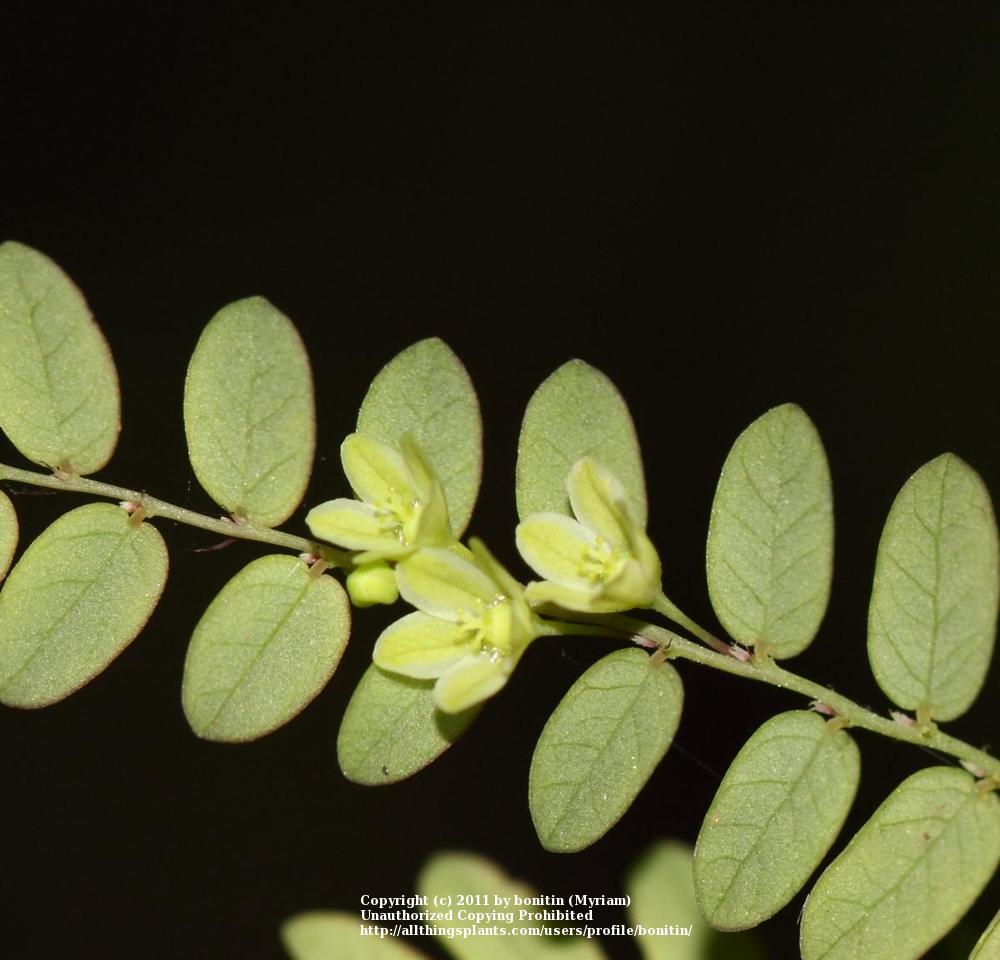 Photo of Shatterstone (Phyllanthus amarus) uploaded by bonitin