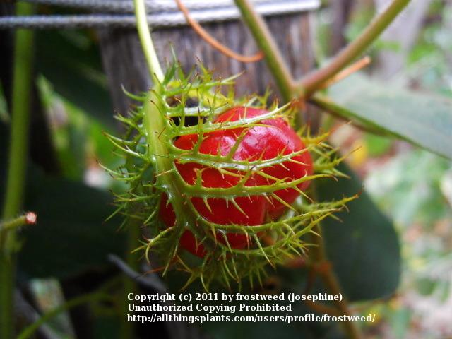 Photo of Passion Vine (Passiflora foetida) uploaded by frostweed