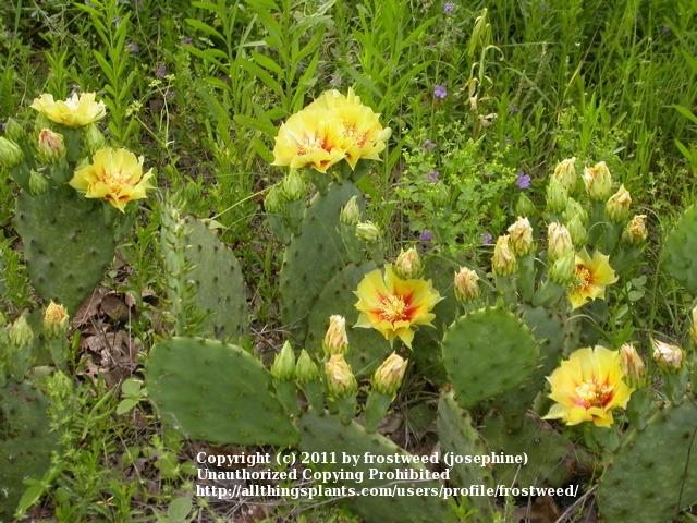 Photo of Engelmann's Prickly Pear Cactus (Opuntia engelmannii) uploaded by frostweed