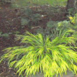 Location: Part Shade Zone 6
Date: Sept 2011
This plant stays green until late summer for me.