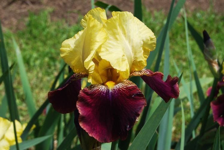 Photo of Tall Bearded Iris (Iris 'Blatant') uploaded by irisfarmer