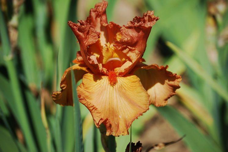 Photo of Tall Bearded Iris (Iris 'Copper Classic') uploaded by irisfarmer
