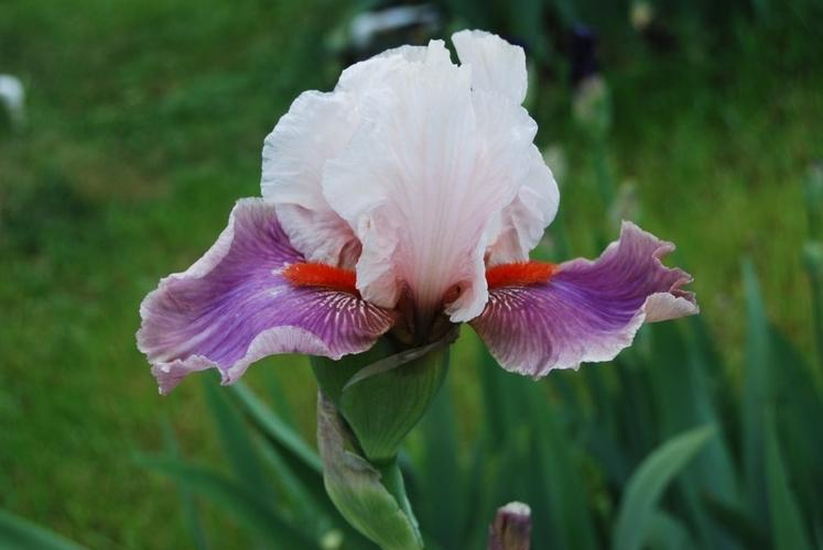 Photo of Tall Bearded Iris (Iris 'Chinese Treasure') uploaded by irisfarmer
