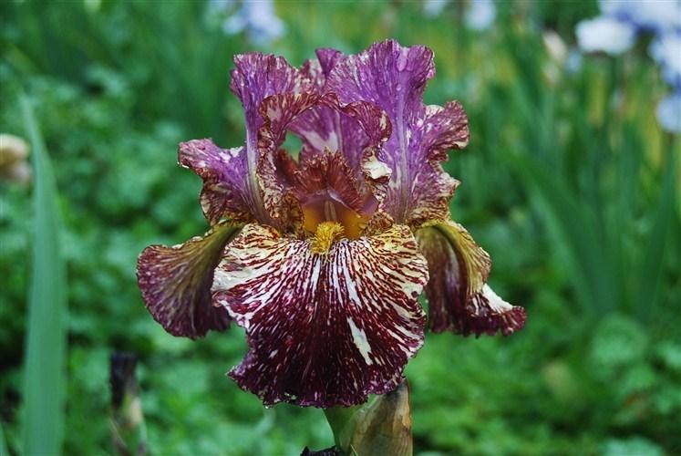 Photo of Tall Bearded Iris (Iris 'Bewilderbeast') uploaded by irisfarmer
