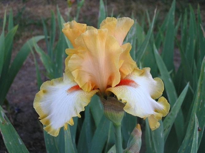 Photo of Tall Bearded Iris (Iris 'Champagne Waltz') uploaded by irisfarmer