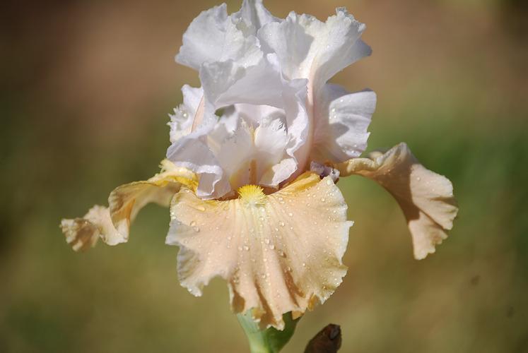 Photo of Tall Bearded Iris (Iris 'Champagne Elegance') uploaded by irisfarmer