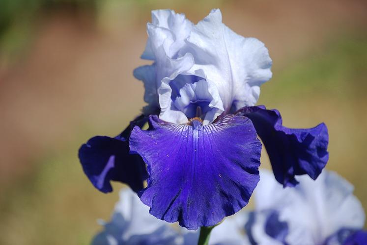 Photo of Tall Bearded Iris (Iris 'Best Bet') uploaded by irisfarmer