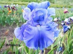 Photo of Tall Bearded Iris (Iris 'Breakers') uploaded by irisfarmer