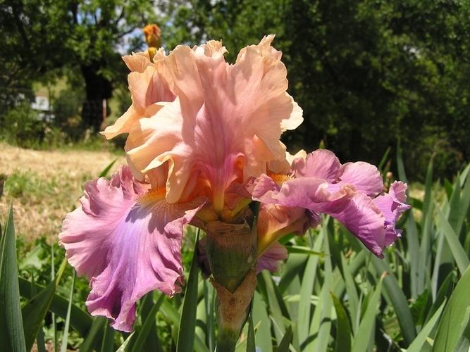 Photo of Tall Bearded Iris (Iris 'Chasing Rainbows') uploaded by irisfarmer