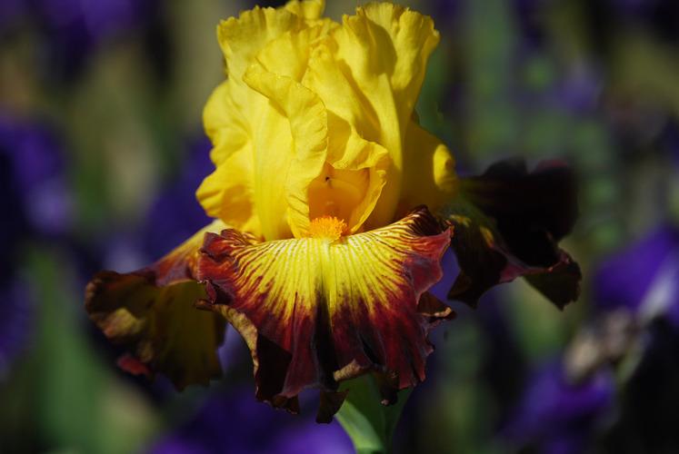 Photo of Tall Bearded Iris (Iris 'Burst of Glory') uploaded by irisfarmer