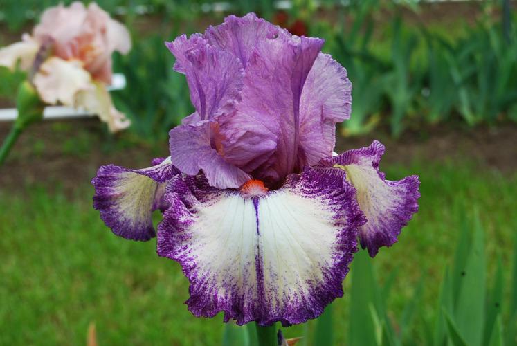 Photo of Tall Bearded Iris (Iris 'Confidante') uploaded by irisfarmer