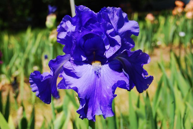 Photo of Tall Bearded Iris (Iris 'Blue Suede Shoes') uploaded by irisfarmer