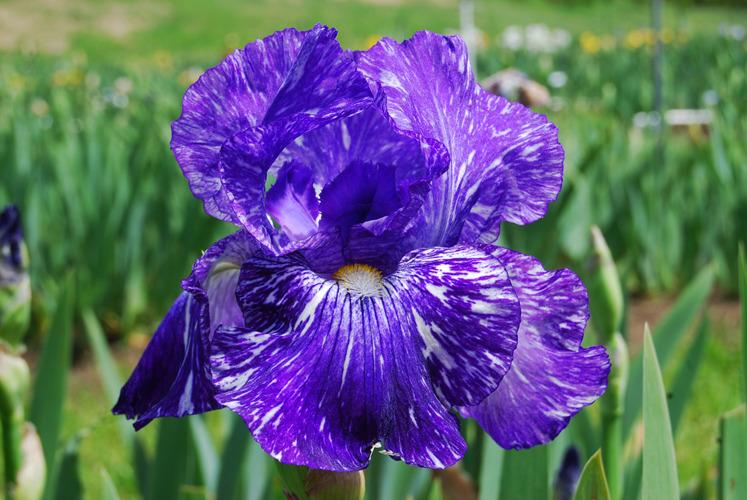Photo of Border Bearded Iris (Iris 'Batik') uploaded by irisfarmer