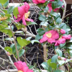 Location: my garden, Zone 7A
Date: 2011-11-21
Fall bloomer