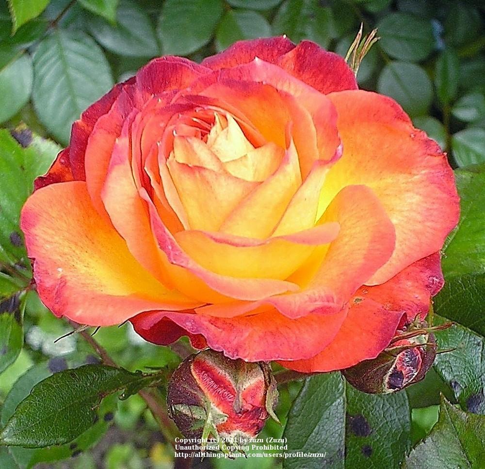 Photo of Rose (Rosa 'Charisma') uploaded by zuzu