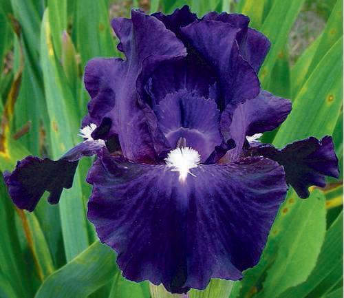 Photo of Intermediate Bearded Iris (Iris 'Midnight Ice') uploaded by Calif_Sue