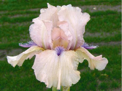Photo of Intermediate Bearded Iris (Iris 'Concertina') uploaded by Calif_Sue