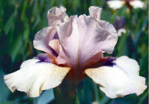 Photo of Intermediate Bearded Iris (Iris 'Viper') uploaded by Calif_Sue