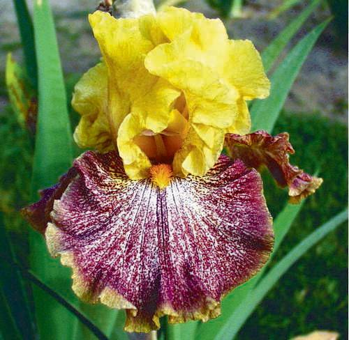Photo of Tall Bearded Iris (Iris 'Magic Palette') uploaded by Calif_Sue