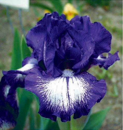 Photo of Intermediate Bearded Iris (Iris 'Starwoman') uploaded by Calif_Sue