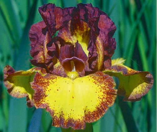 Photo of Intermediate Bearded Iris (Iris 'Red Hot Chili') uploaded by Calif_Sue
