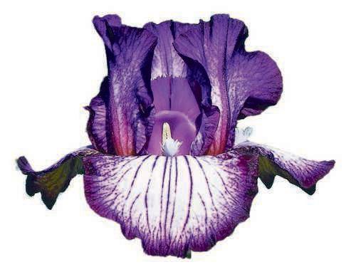 Photo of Intermediate Bearded Iris (Iris 'Toe the Line') uploaded by Calif_Sue