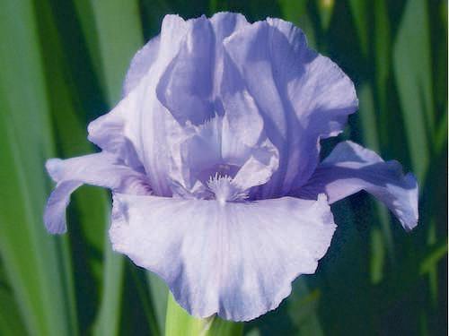 Photo of Standard Dwarf Bearded Iris (Iris 'Nassau Blue') uploaded by Calif_Sue
