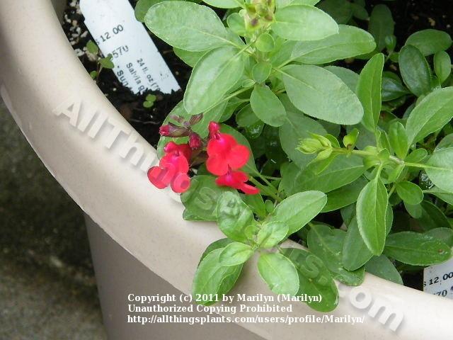 Photo of Autumn Sage (Salvia 'Cherry Queen') uploaded by Marilyn