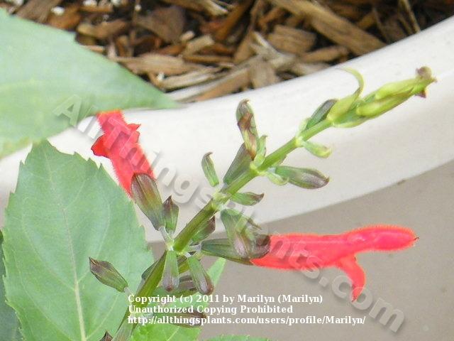 Photo of Belize Sage (Salvia pansamalensis) uploaded by Marilyn