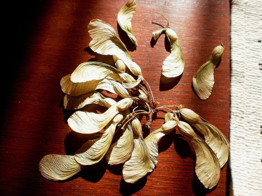 Photo of Sugar Maple (Acer saccharum) uploaded by SongofJoy