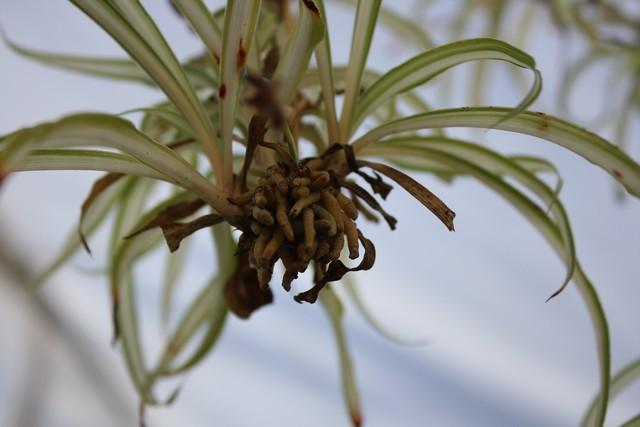 Photo of Variegated Spider Plant (Chlorophytum comosum 'Vittatum') uploaded by gingin