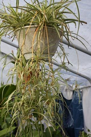 Photo of Variegated Spider Plant (Chlorophytum comosum 'Vittatum') uploaded by gingin