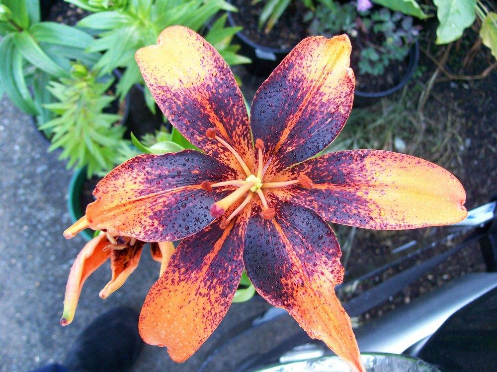 Photo of Lily (Lilium 'Orange Art') uploaded by gwhizz