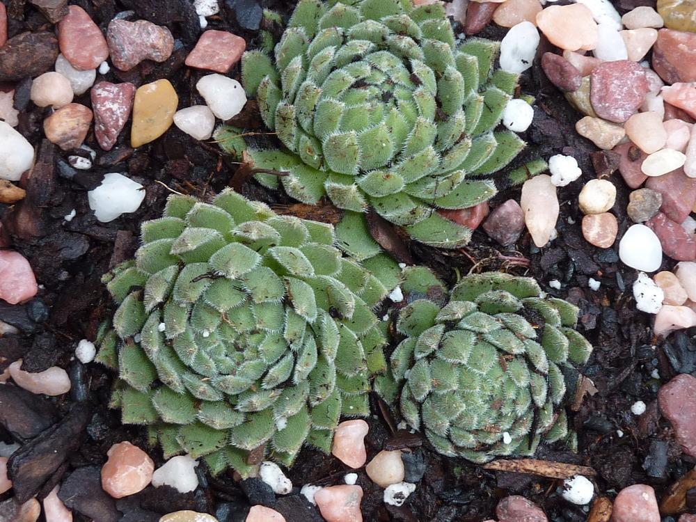 Photo of Hen and Chicks (Sempervivum 'Pacific Plum Fuzzy') uploaded by sandnsea2