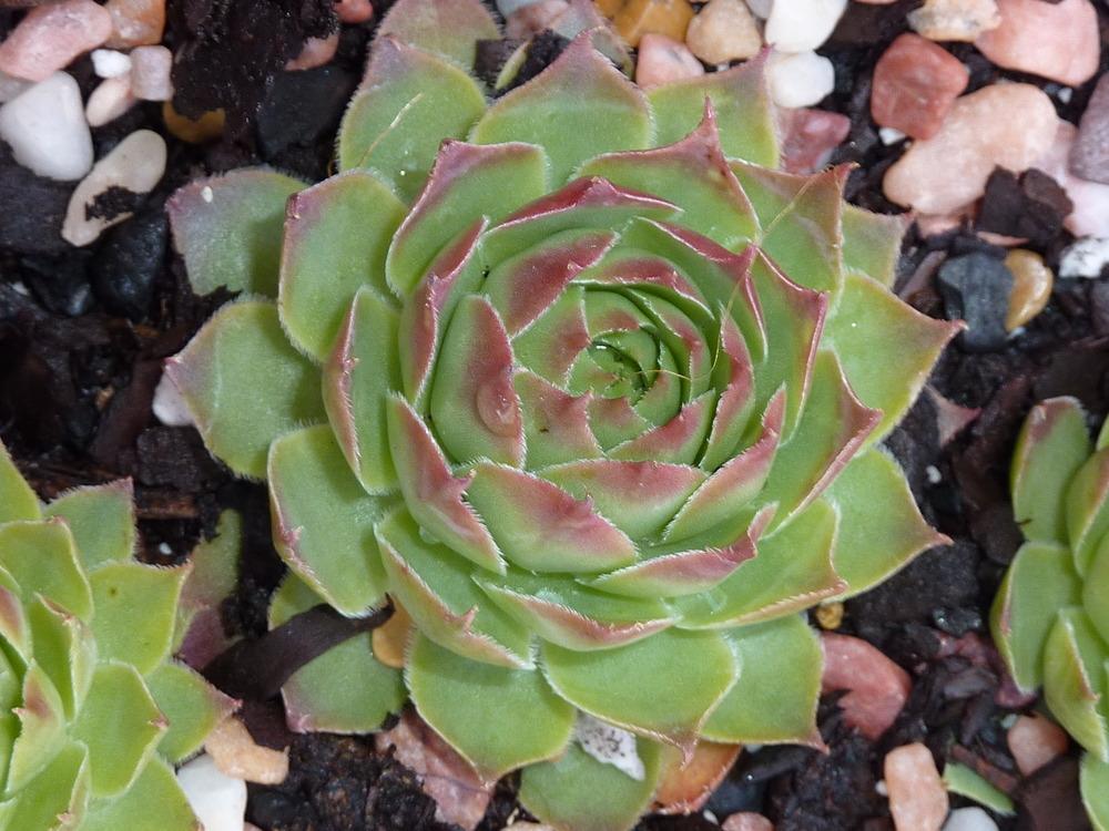 Photo of Hen and Chicks (Sempervivum 'Gay Jester') uploaded by sandnsea2