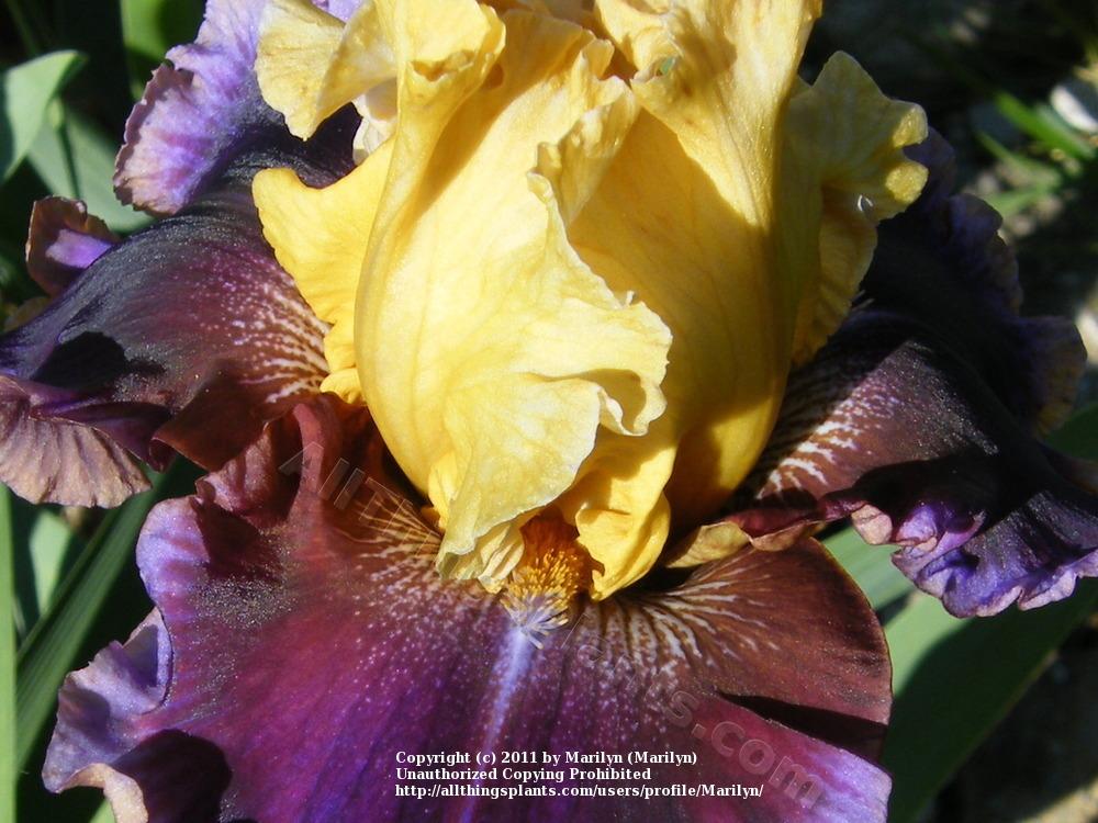 Photo of Tall Bearded Iris (Iris 'Final Episode') uploaded by Marilyn