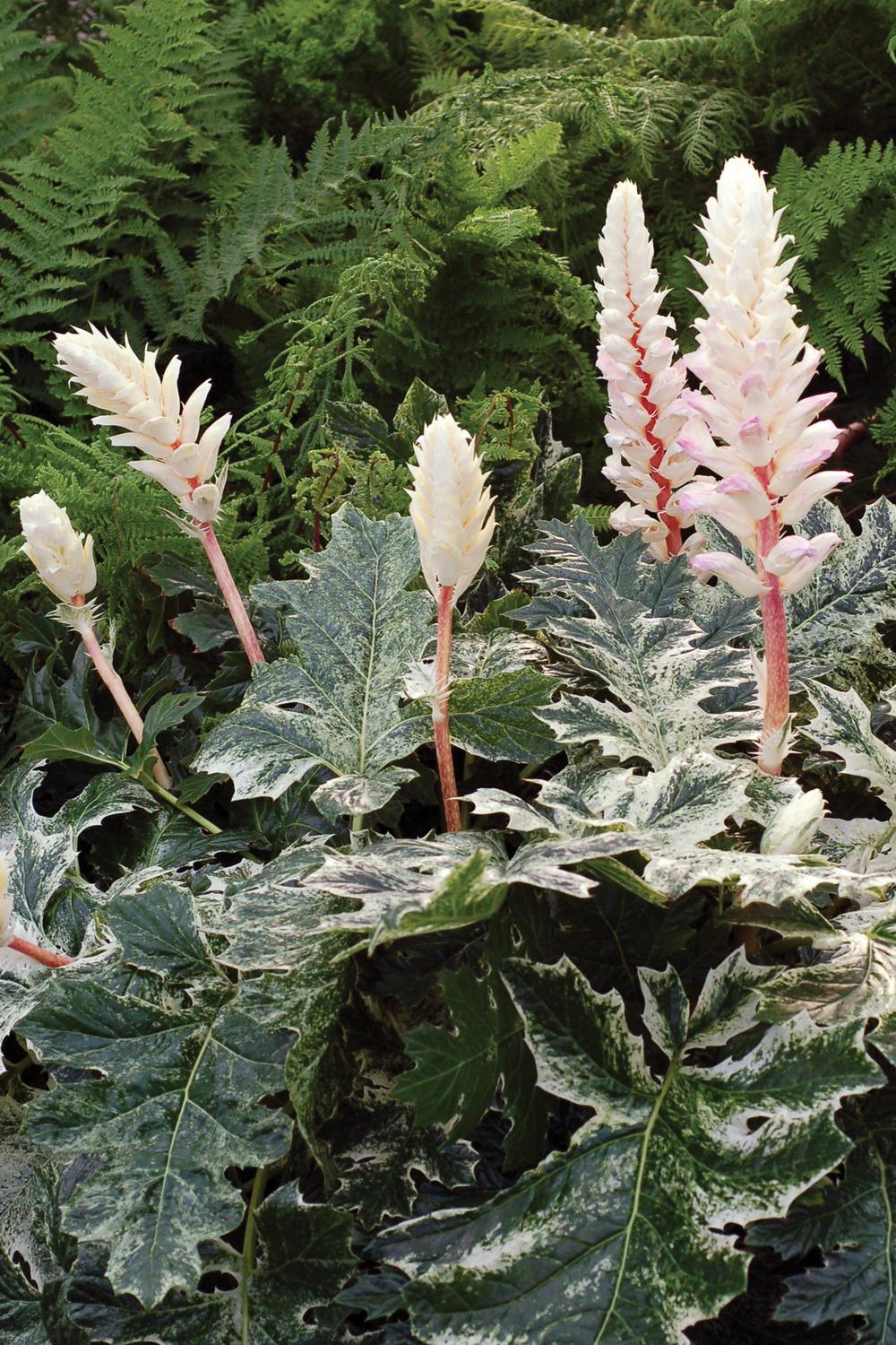 Photo of Bear's Breeches (Acanthus 'Whitewater') uploaded by NJBob