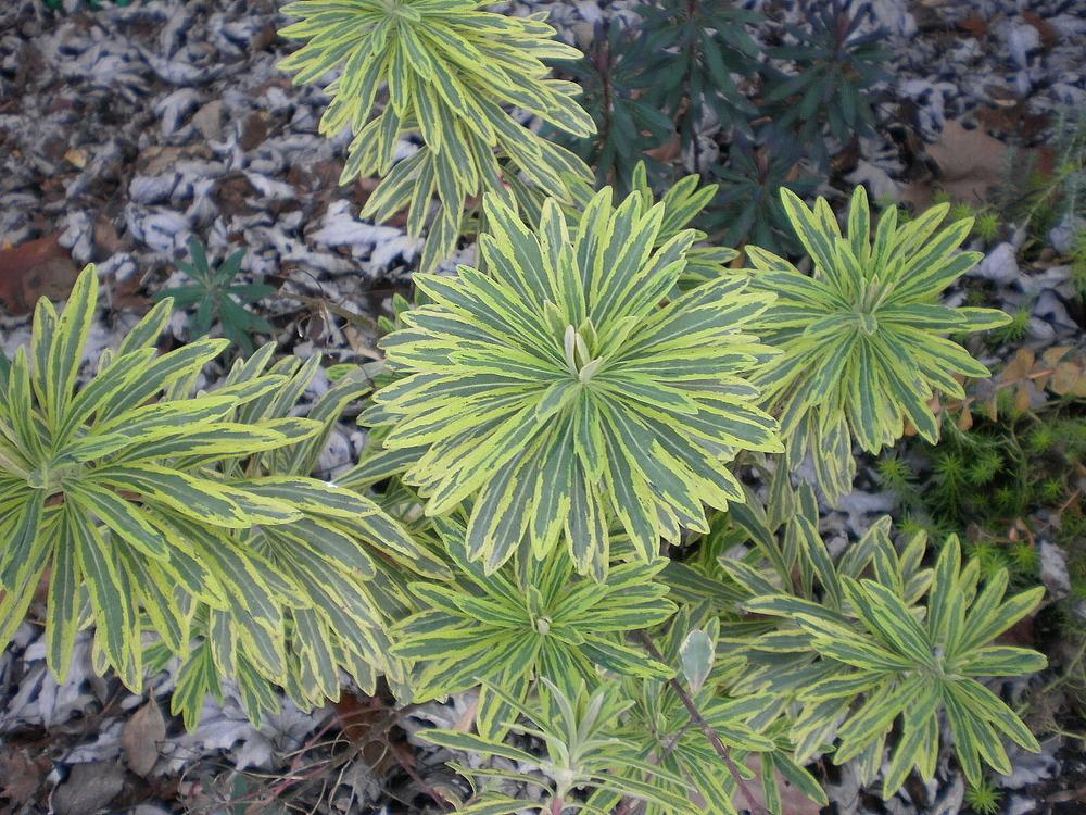 Photo of Euphorbia (Euphorbia x martini 'Ascot Rainbow') uploaded by SongofJoy
