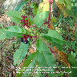 Location: zone 8/9 Lake City, Fl.
Date: 2011-10-29
ripe & unripe fruit