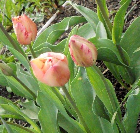 Photo of Single Early Tulip (Tulipa 'Apricot Beauty') uploaded by ge1836