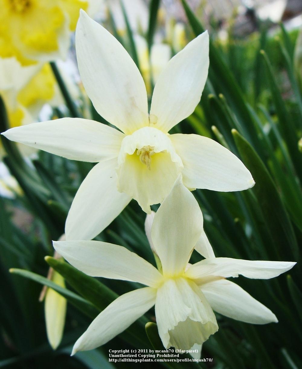 Photo of Triandrus Daffodil (Narcissus 'Thalia') uploaded by mcash70
