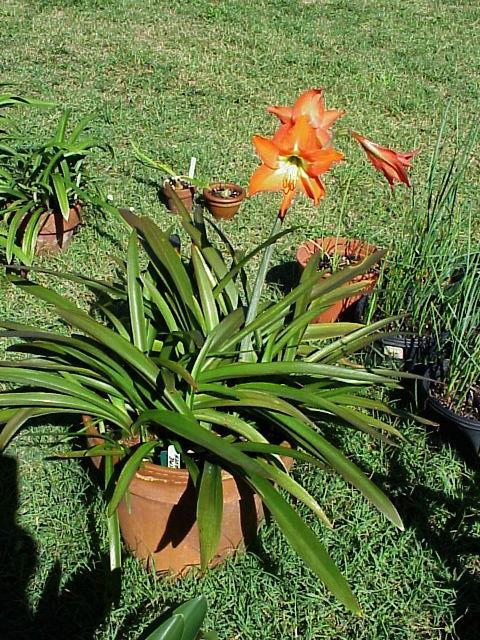 Photo of Amaryllis (Hippeastrum 'Supreme Garden') uploaded by raydio