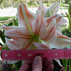 Location: North Carolina, USA. USDA zone 7b.
Date: April 13, 2007
Large 8\" bloom.