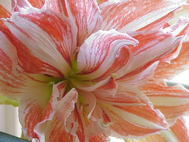 Photo of Amaryllis (Hippeastrum 'Dancing Queen') uploaded by raydio