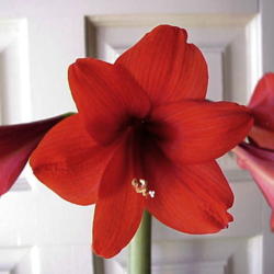 Location: North Carolina, USA. USDA zone 7b.
Date: January 8, 2008
A nice small-flowered red.